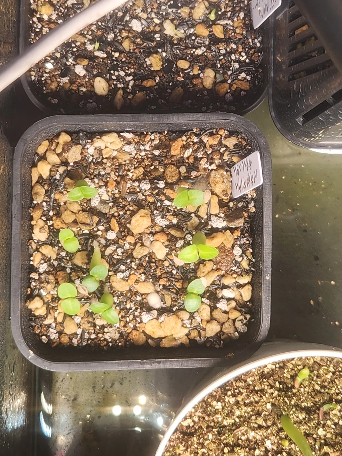 Pachypodium succulentum (パキポディウム サキュレンタム)