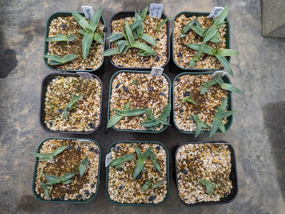 Agave parryi ssp. parryi (アガベ パリー)