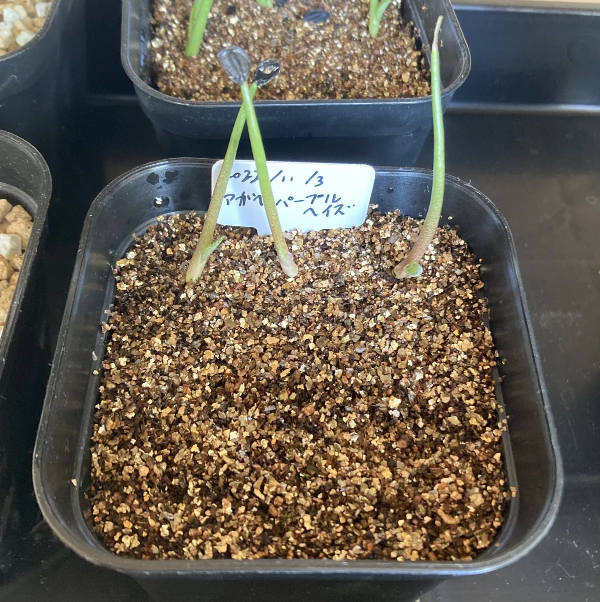 Agave potatorum (アガベ パープルヘイズ)