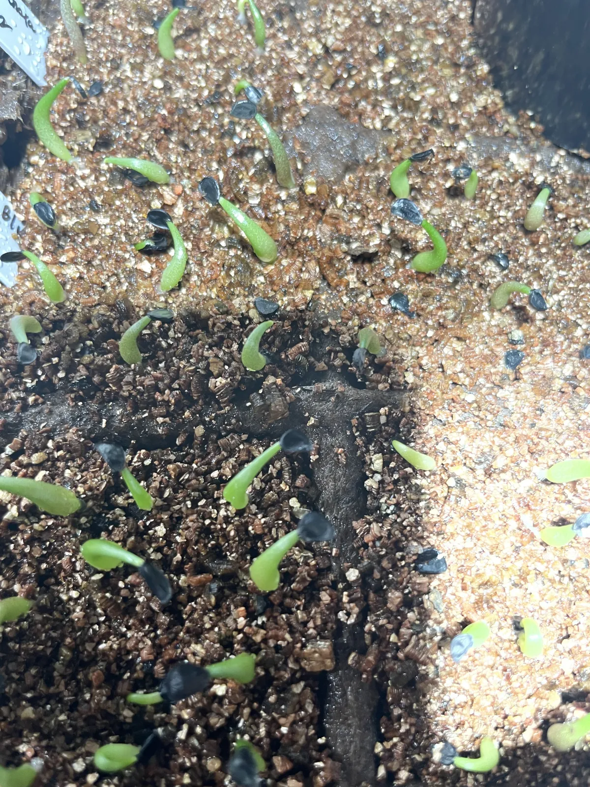 Agave titanota Blue Lot. (アガベ チタノタブルー)