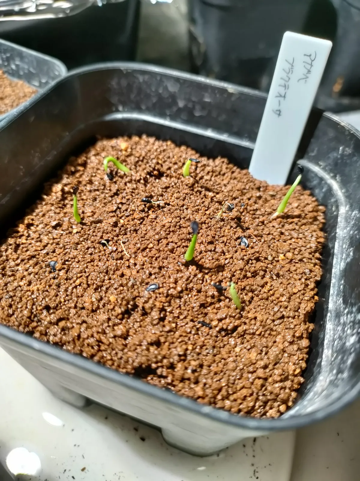 Agave bracteosa (アガベ ブラクテオーサ)