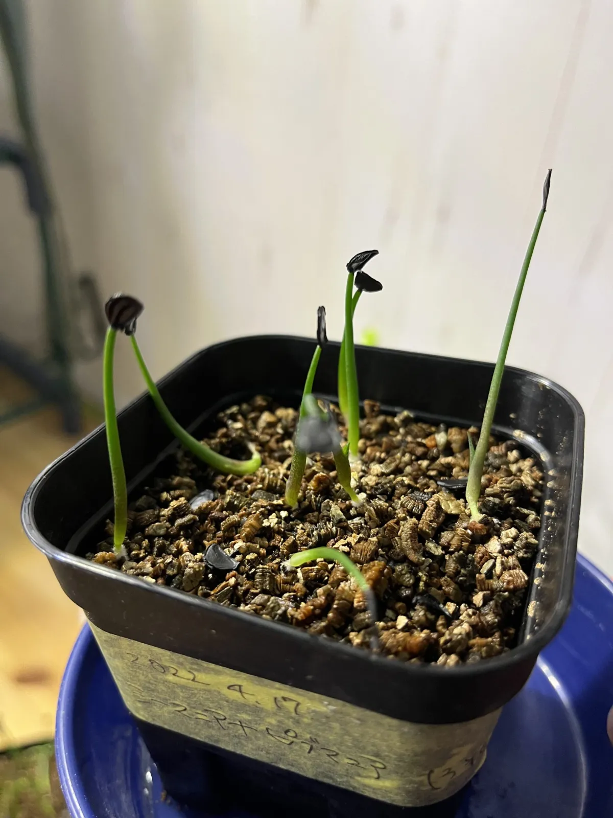 Agave seemanniana Pygmaea (アガベ ピグマエア)