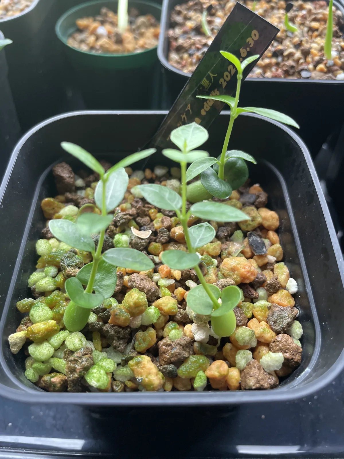 Fockea edulis (フォッケア 火星人)