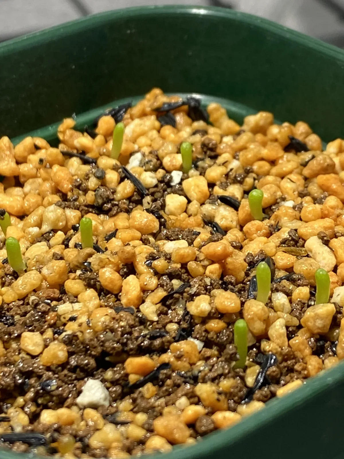 Geohintonia mexicana (ジオヒントニア メキシカーナ)