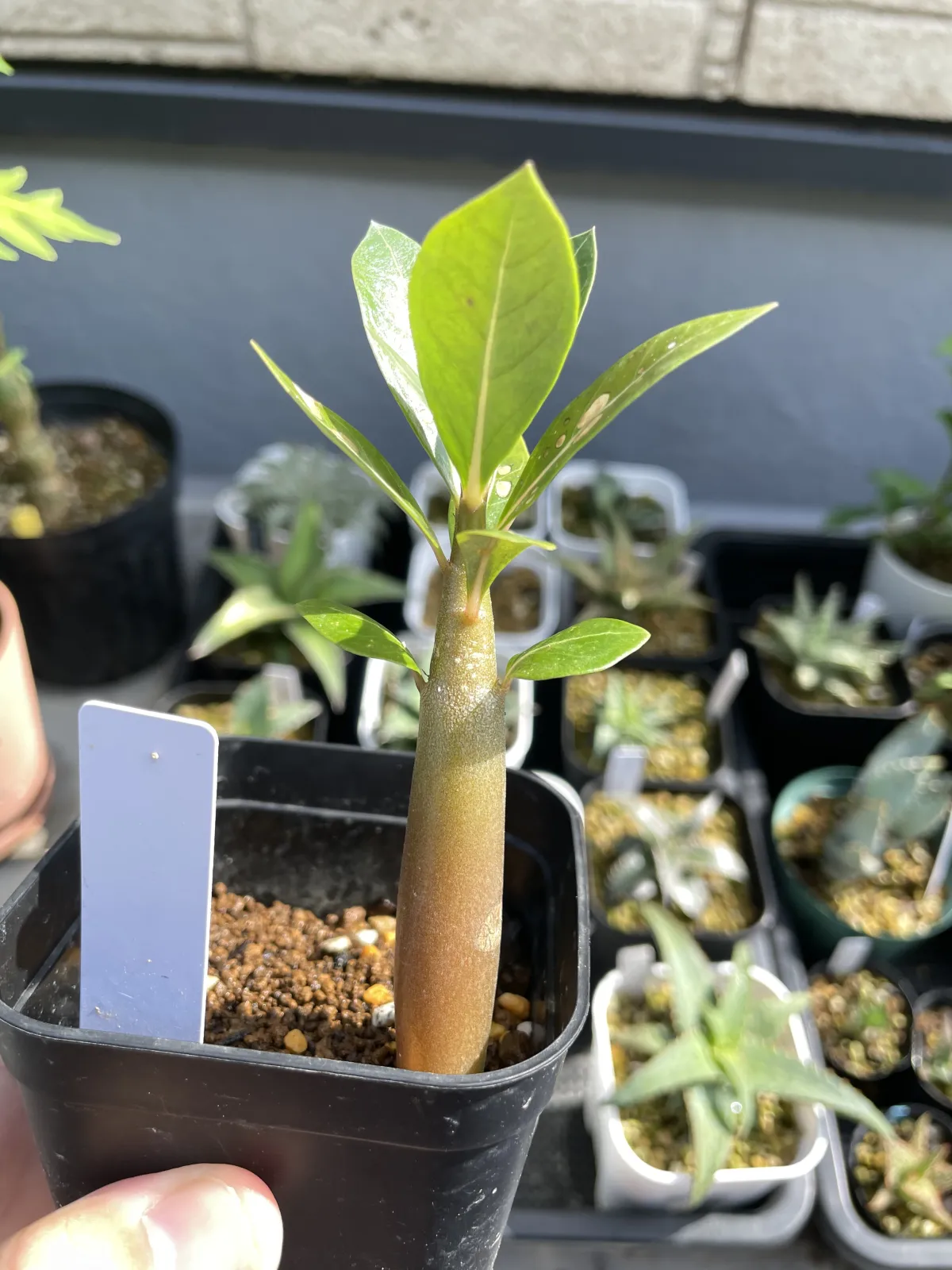 Adenium arabicum Yemen (アデニウム アラビカム イエメン)