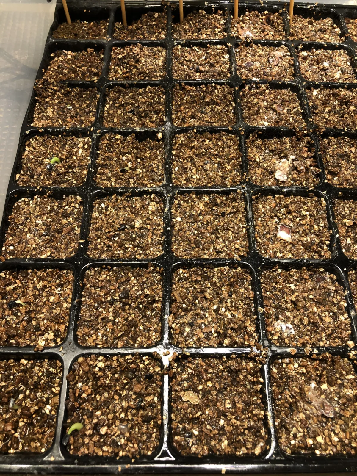 Dioscorea elephantipes (ディオスコレア エレファンティペス)