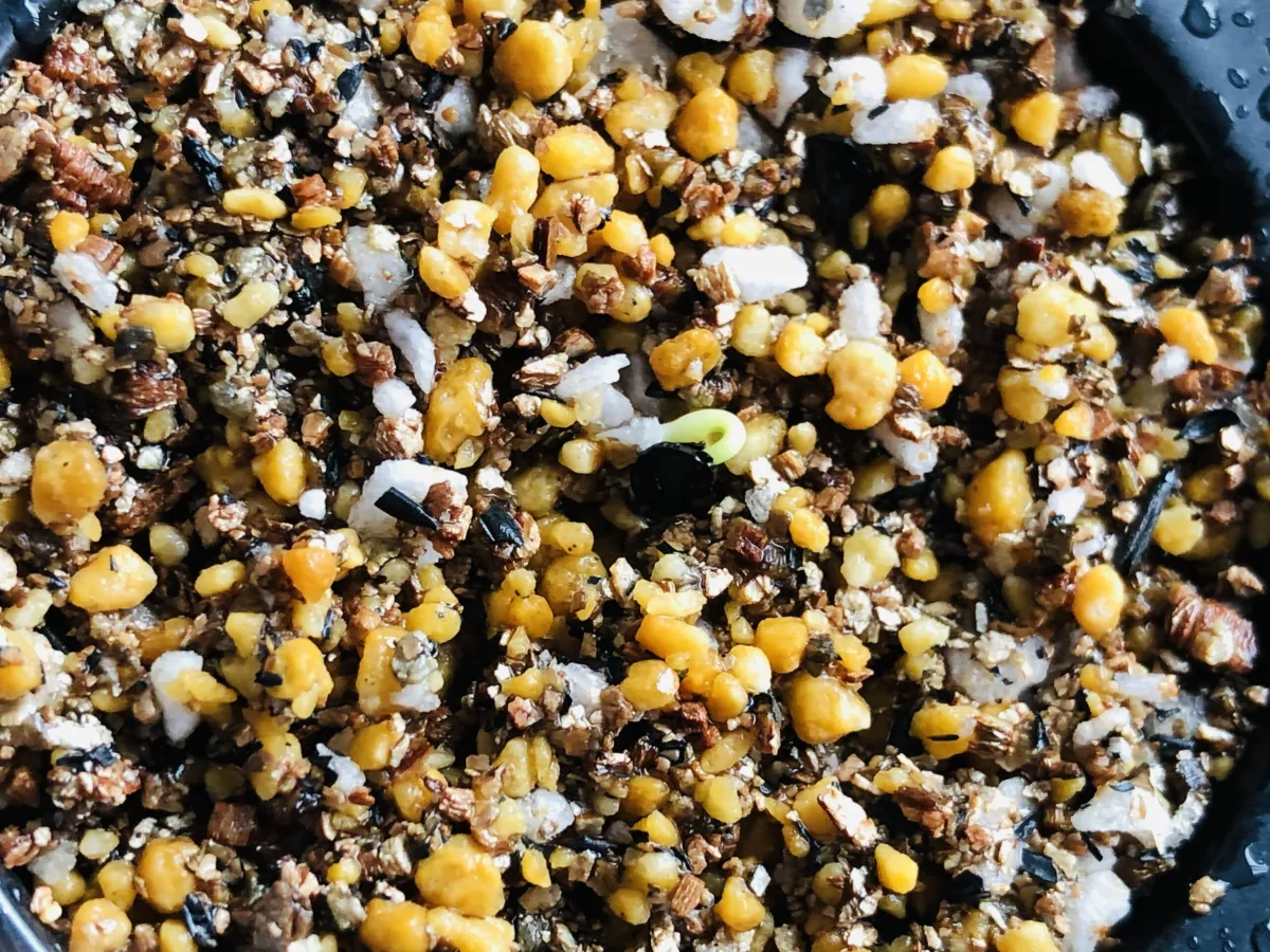 Agave titanota Blue Lot. (アガベ チタノタブルー)