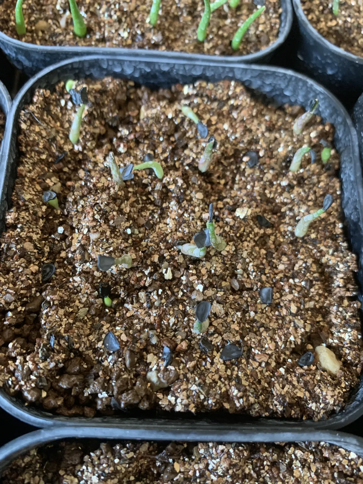 Agave oteroi Lot. (アガベ オテロイ)