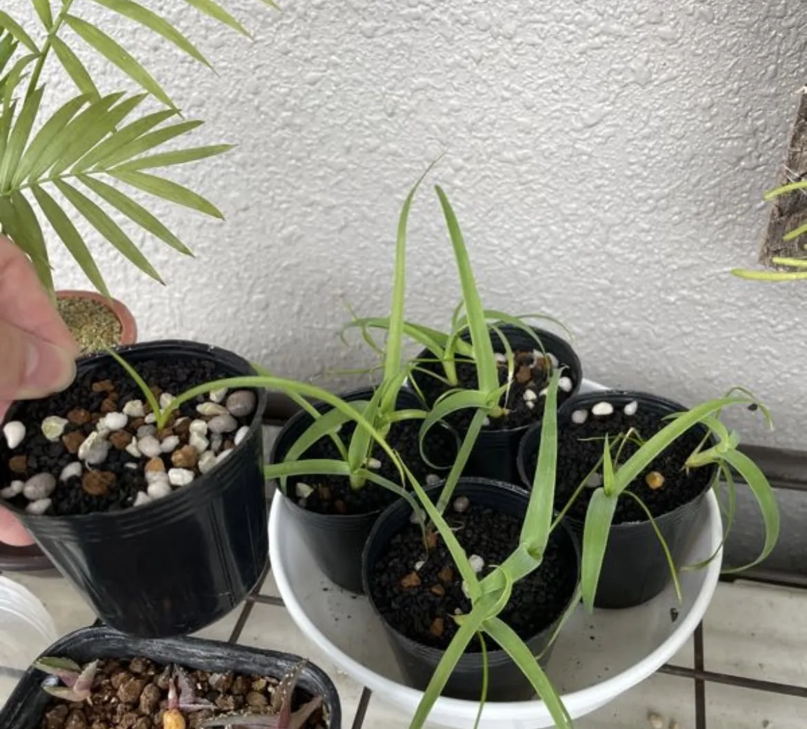 Agave attenuata subsp. dentata (アガベ アテナータ デンタータ)