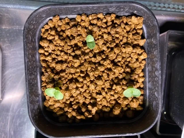 Pachypodium succulentum (パキポディウム サキュレンタム)