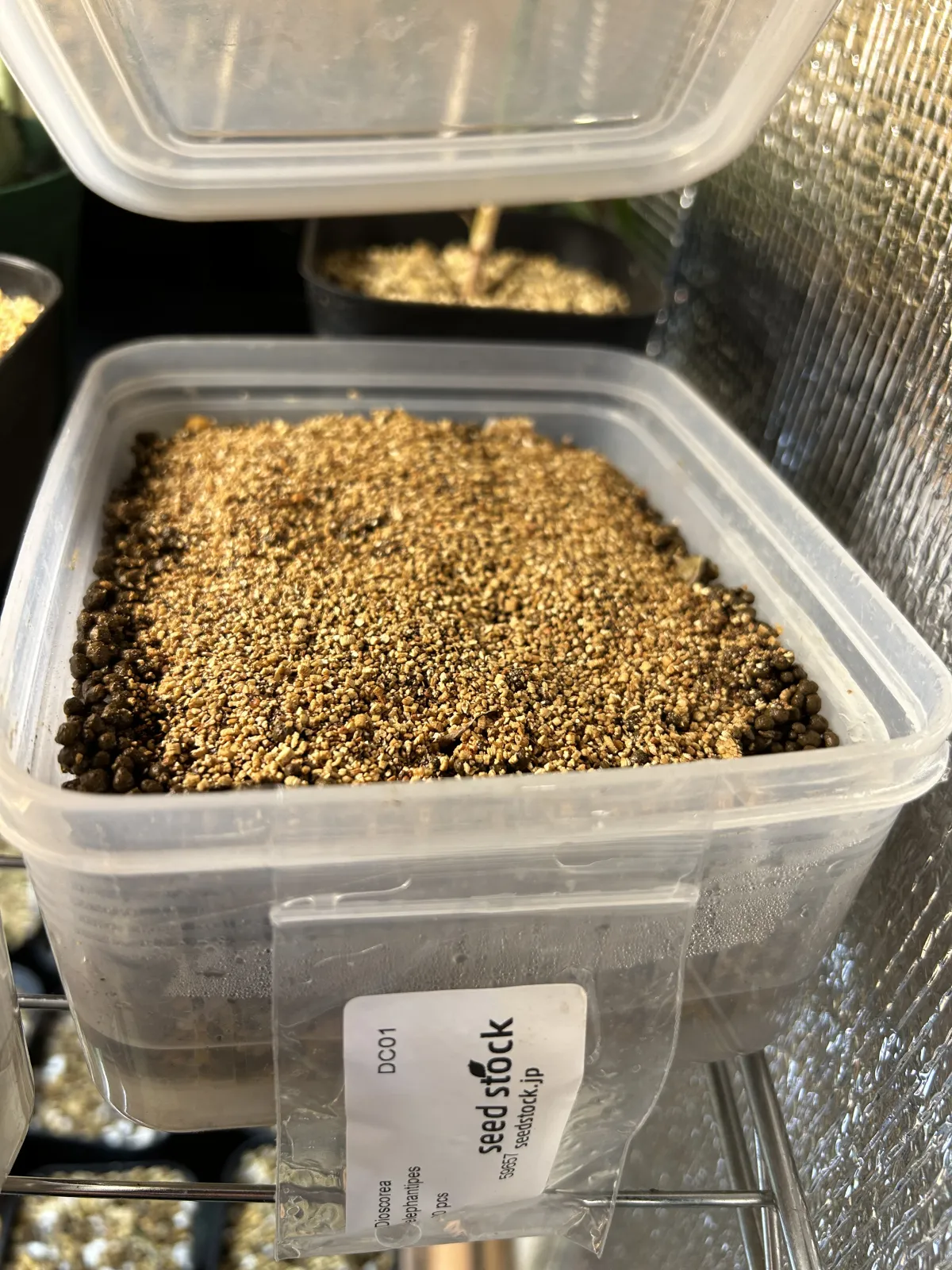 Dioscorea elephantipes (ディオスコレア エレファンティペス)