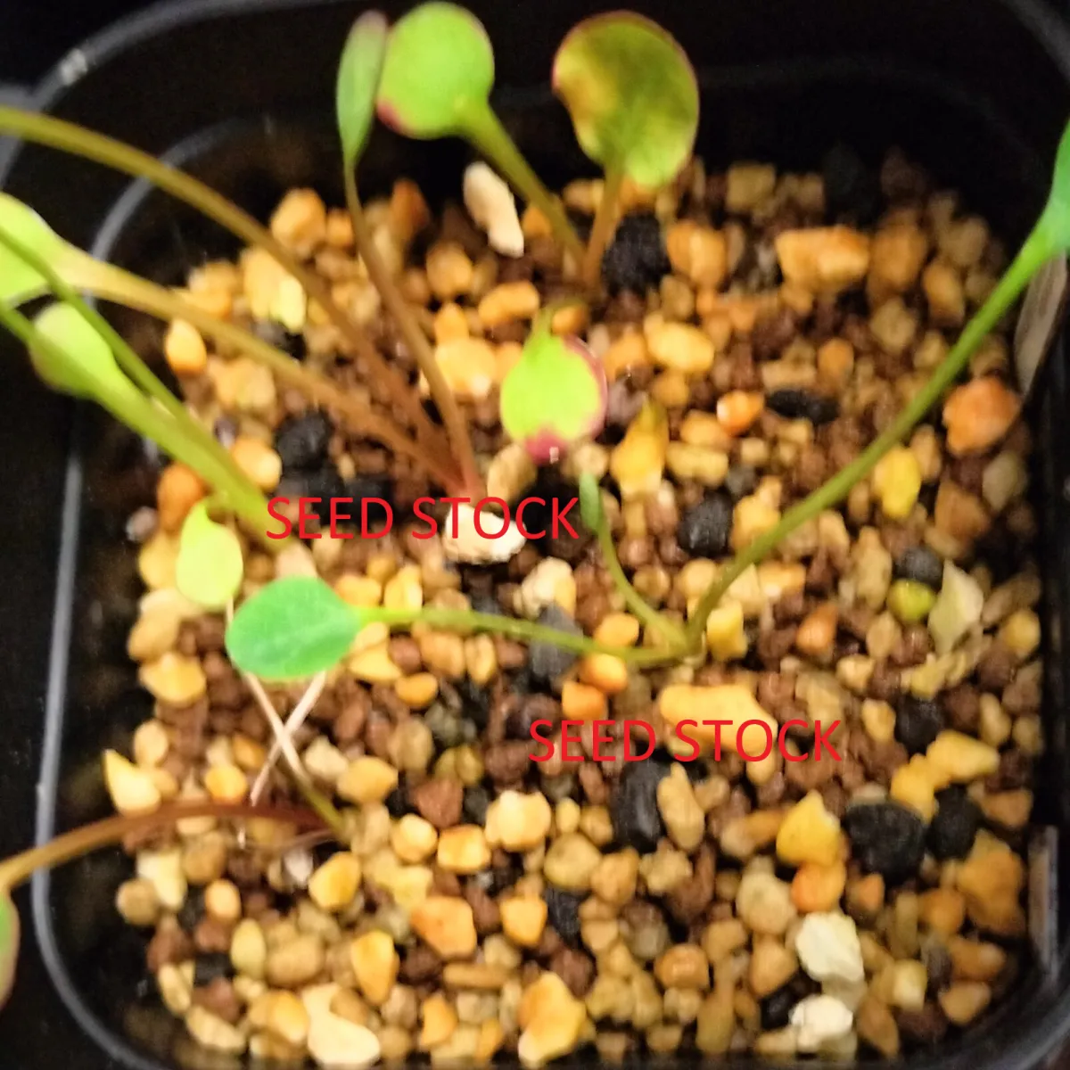 Euphorbia spannringii (ユーフォルビア スパンリンギー フィッシュボーン)