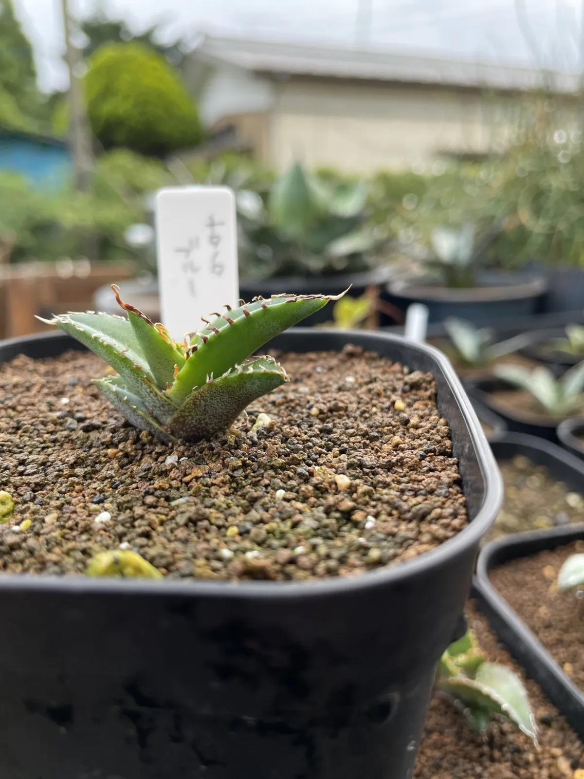 Agave titanota Blue Lot. (アガベ チタノタブルー)