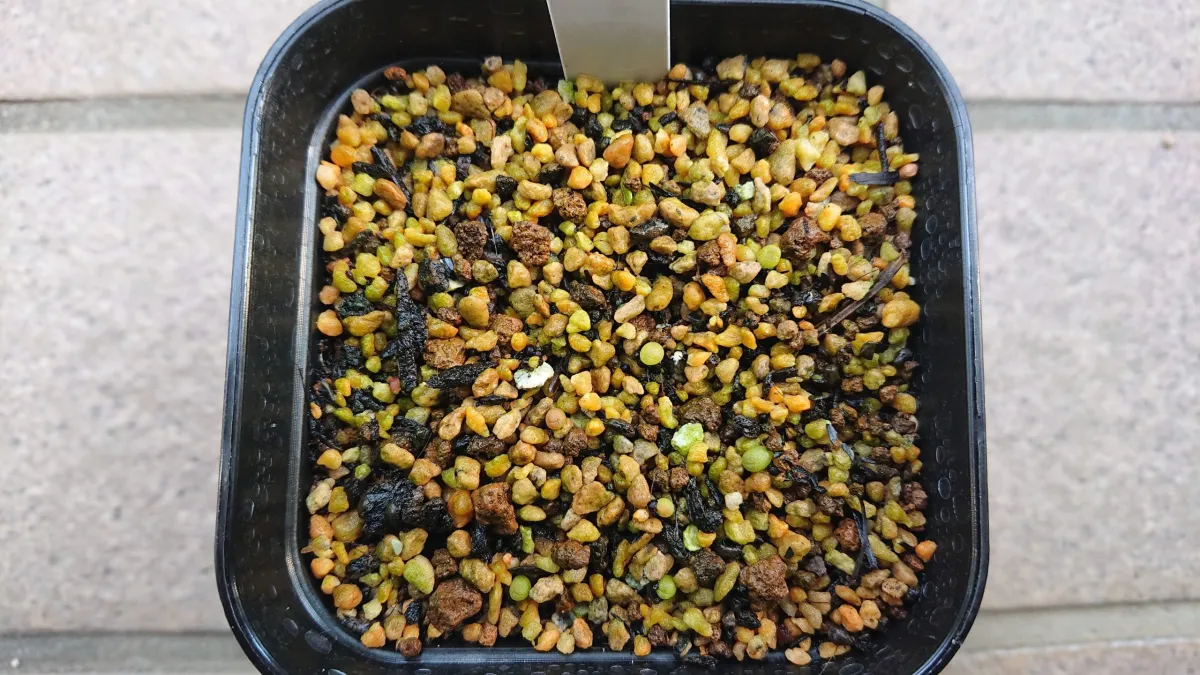 Ariocarpus retusus (アリオカルプス レツーサス 岩牡丹)
