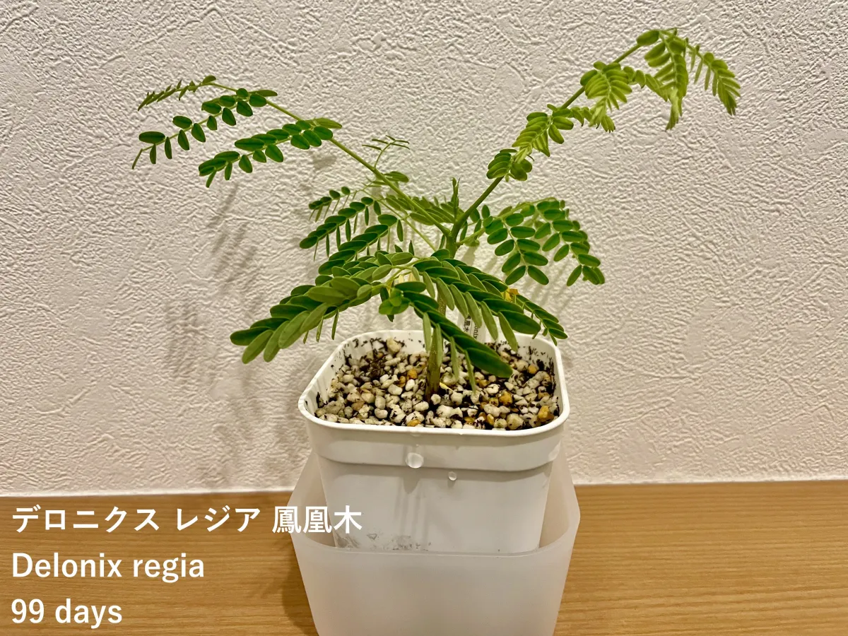 Delonix regia (デロニクス レジア 鳳凰木)
