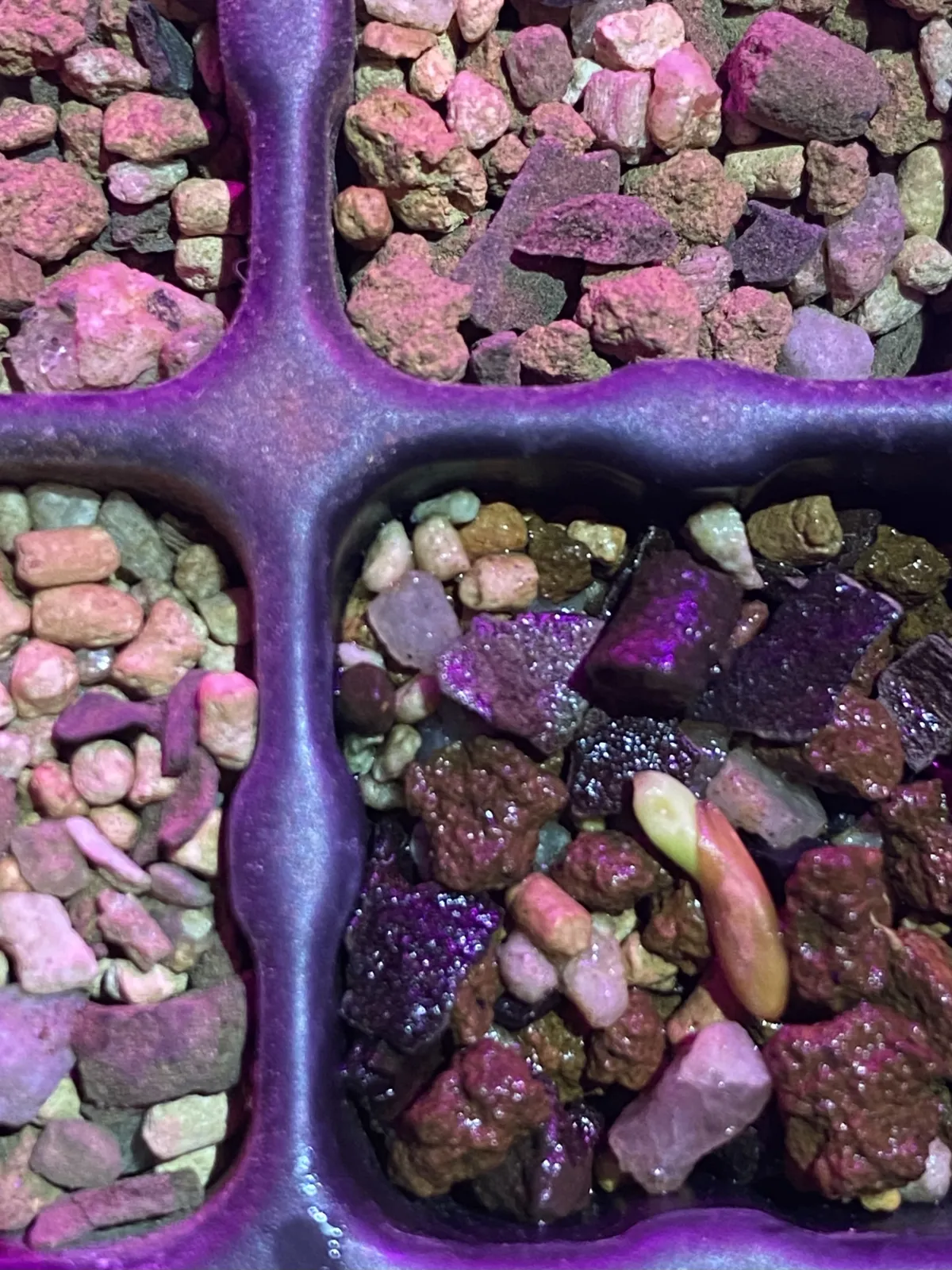 Pachypodium rosulatum var. gracilius ([無料種子] 発芽難 パキポディウム グラキリス　)