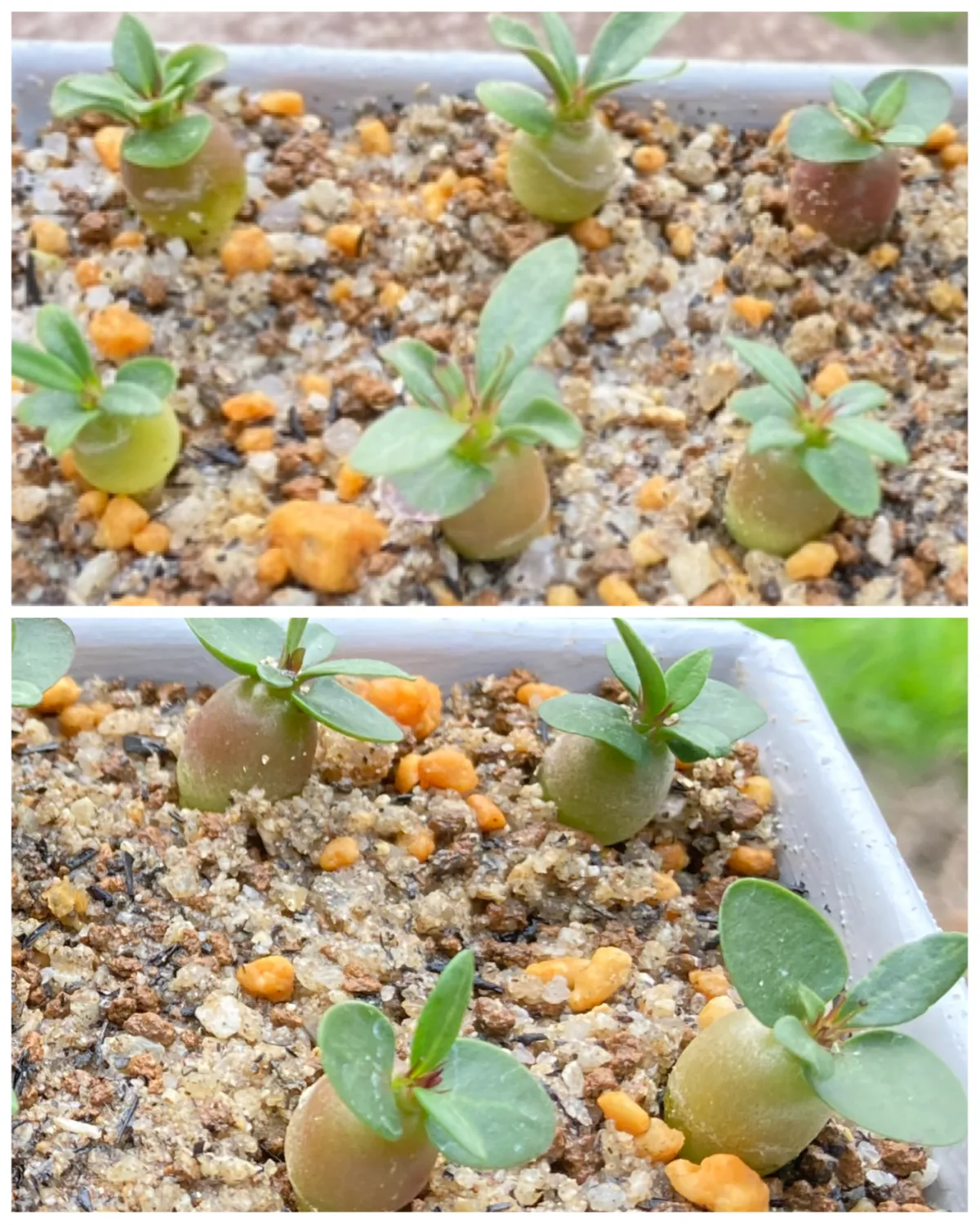 Pachypodium succulentum (パキポディウム サキュレンタム)