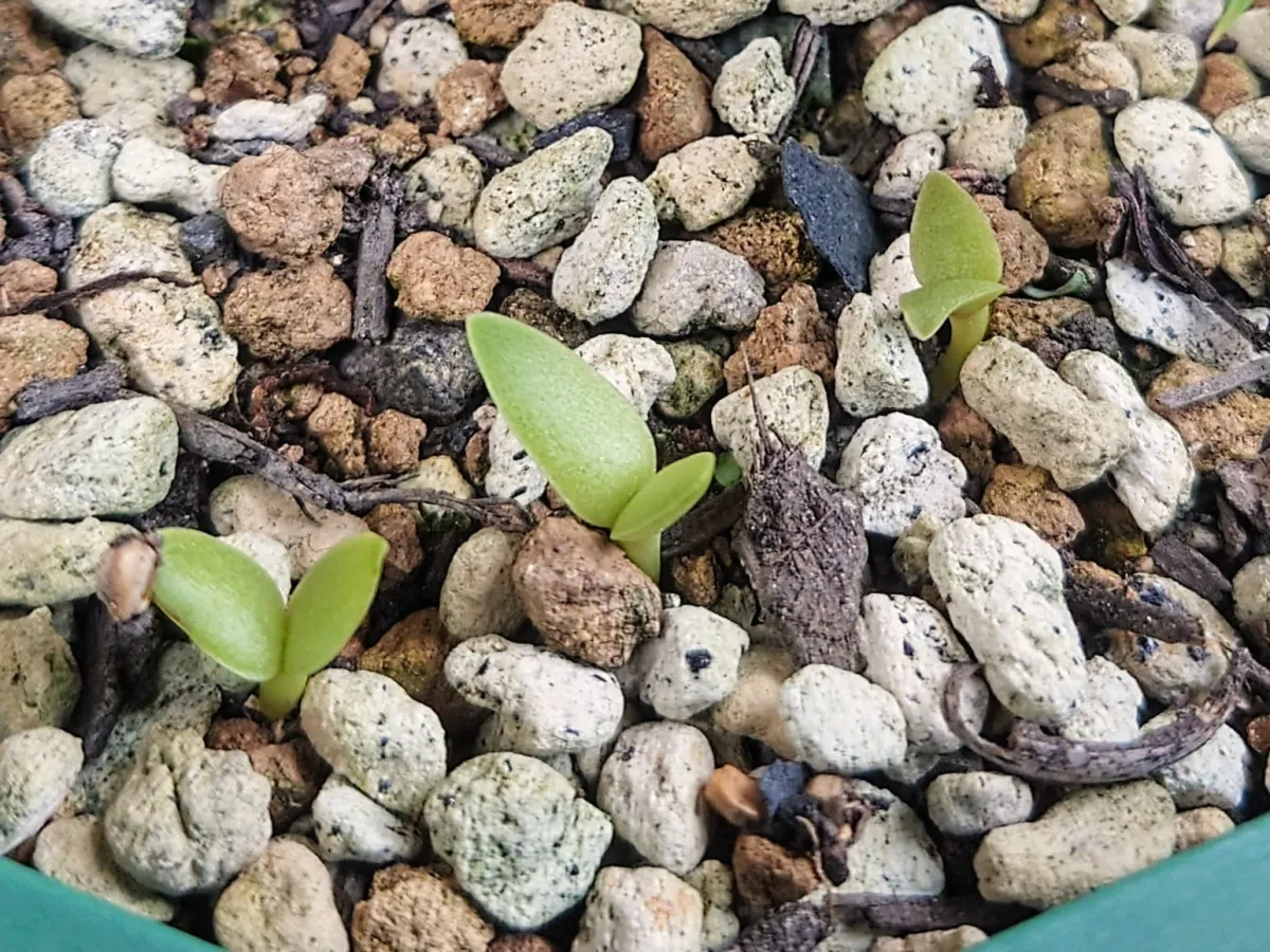 Opuntia santarita (オプンティア サンタリタ)