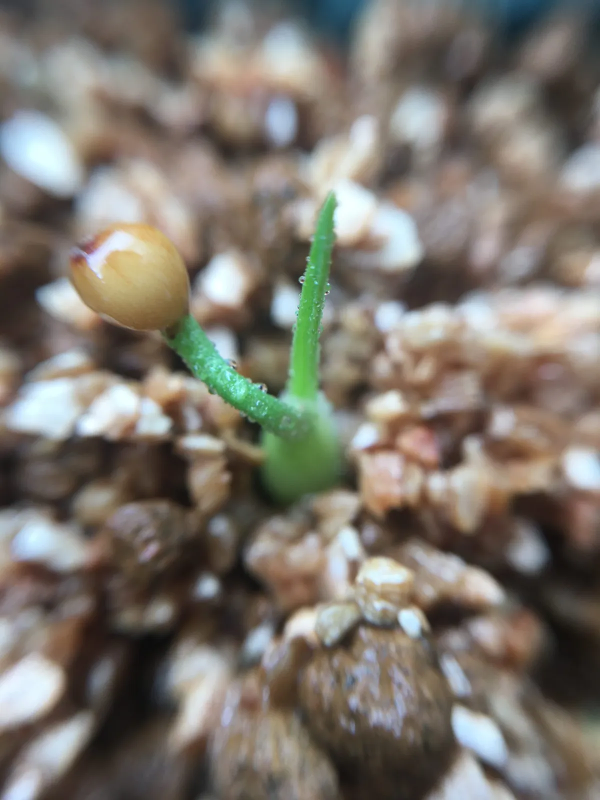 Beaucarnea gracilis (ボーカルネア グラキリス)