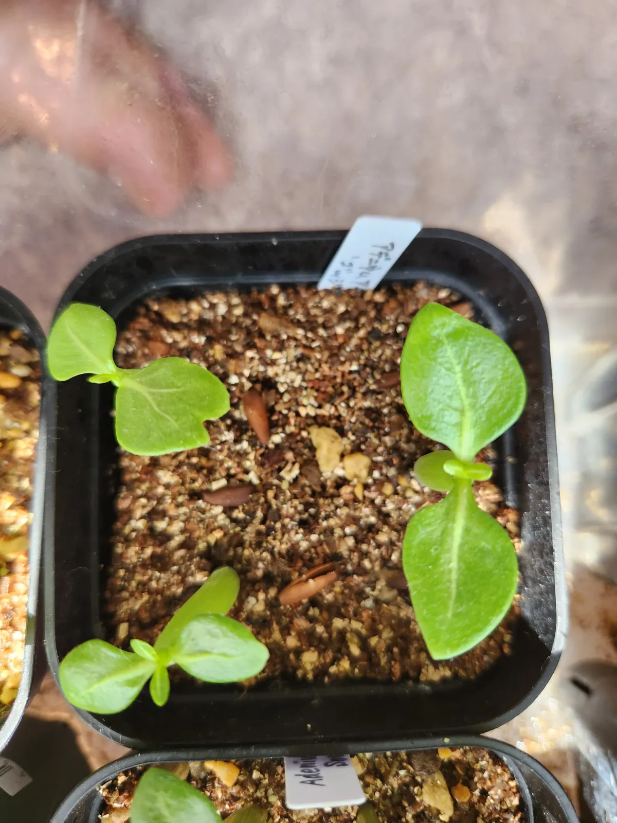 Adenium arabicum Godji (アデニウム アラビカムゴッジ)