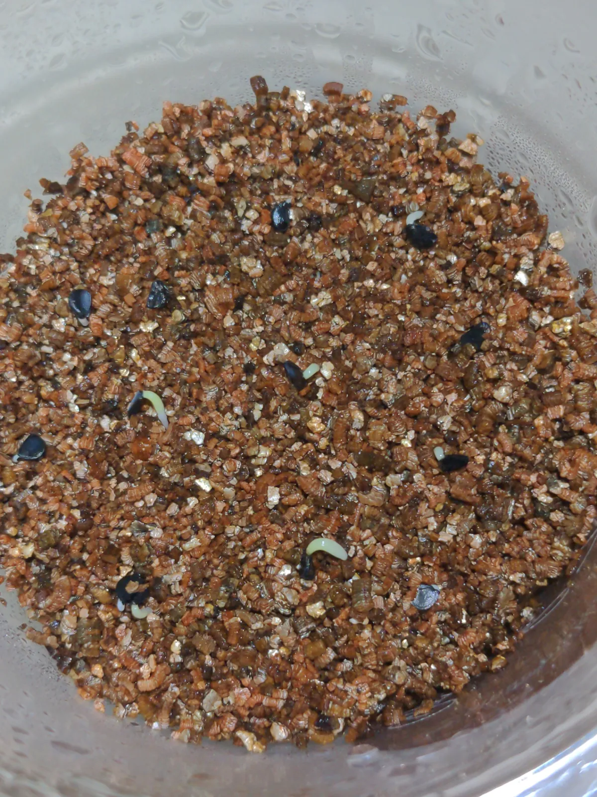 Agave victoriae-reginae ssp. swobodae (アガベ スワボダエ コンパクタ)
