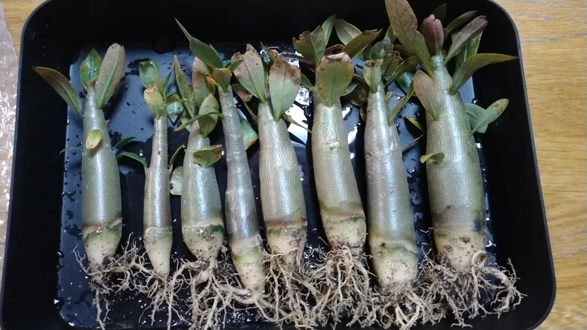 KHZ Adenium thai socotranum KHZ (アデニウム タイ ソコトラナム)