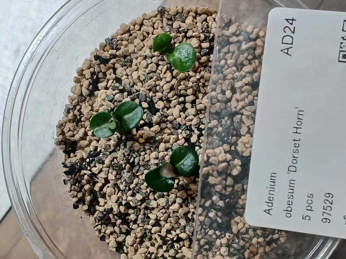 Adenium obesum (アデニウム ドーセットホーン)
