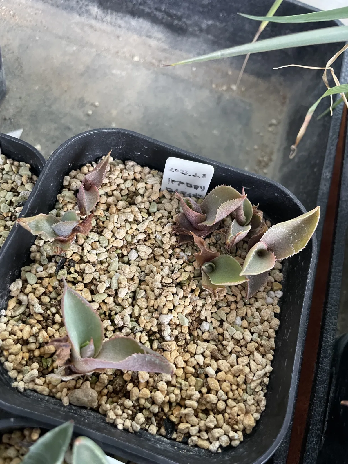 Agave pablocarrilloi (アガベ パブロカリロイ アイボリーカール)