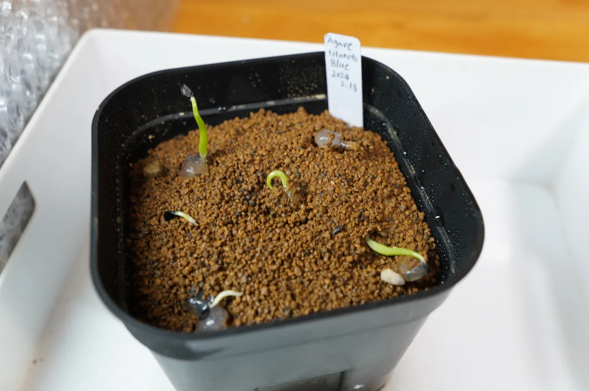 Agave titanota ([無料種子] [ジェルシード] アガベ チタノタブルー)