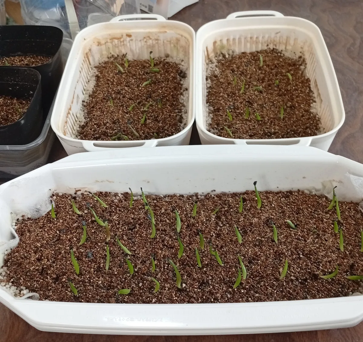 Agave oteroi Lot. (アガベ オテロイ)