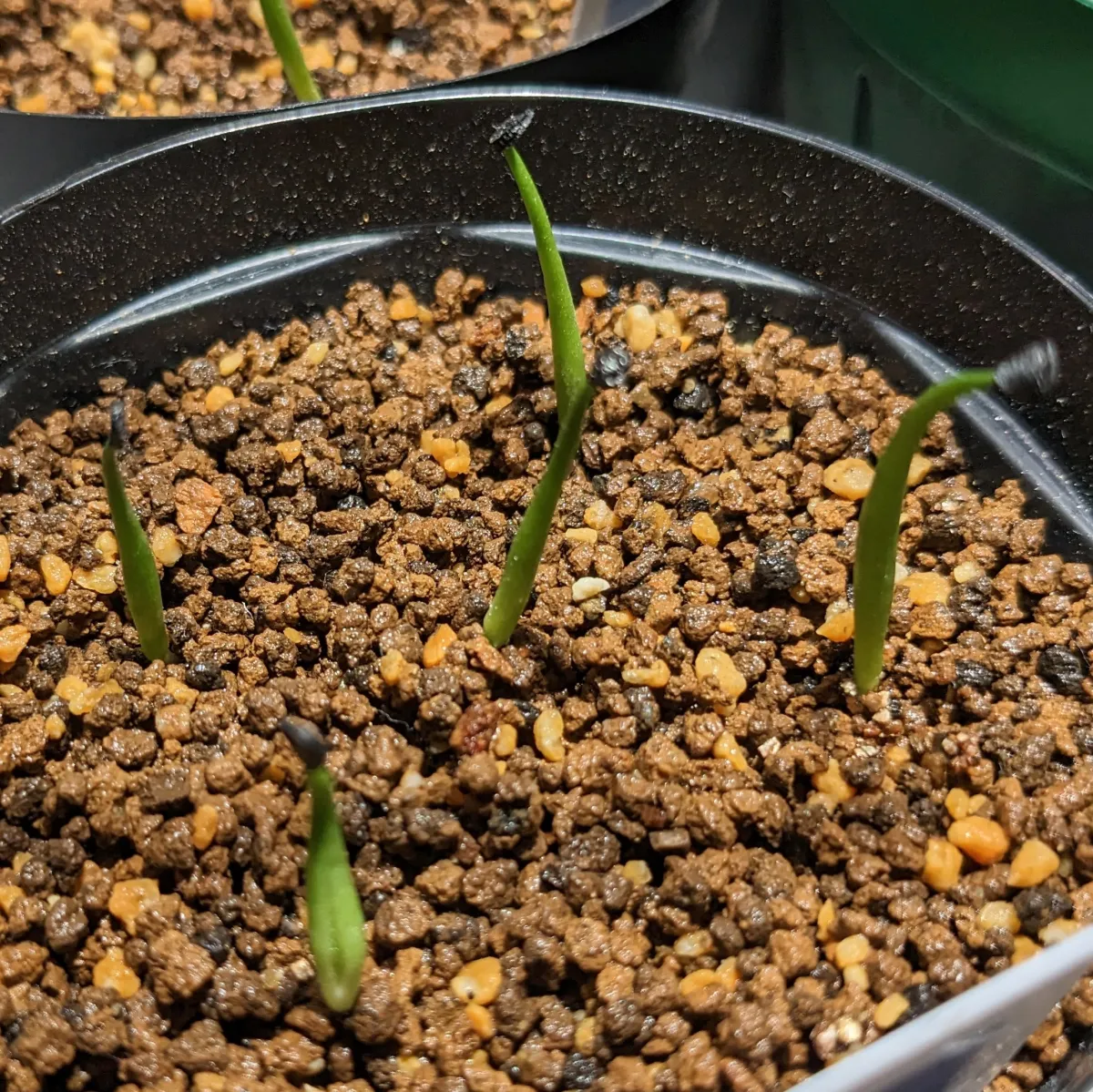 Agave utahensis nevadensis (アガベ ネヴァデンシス)