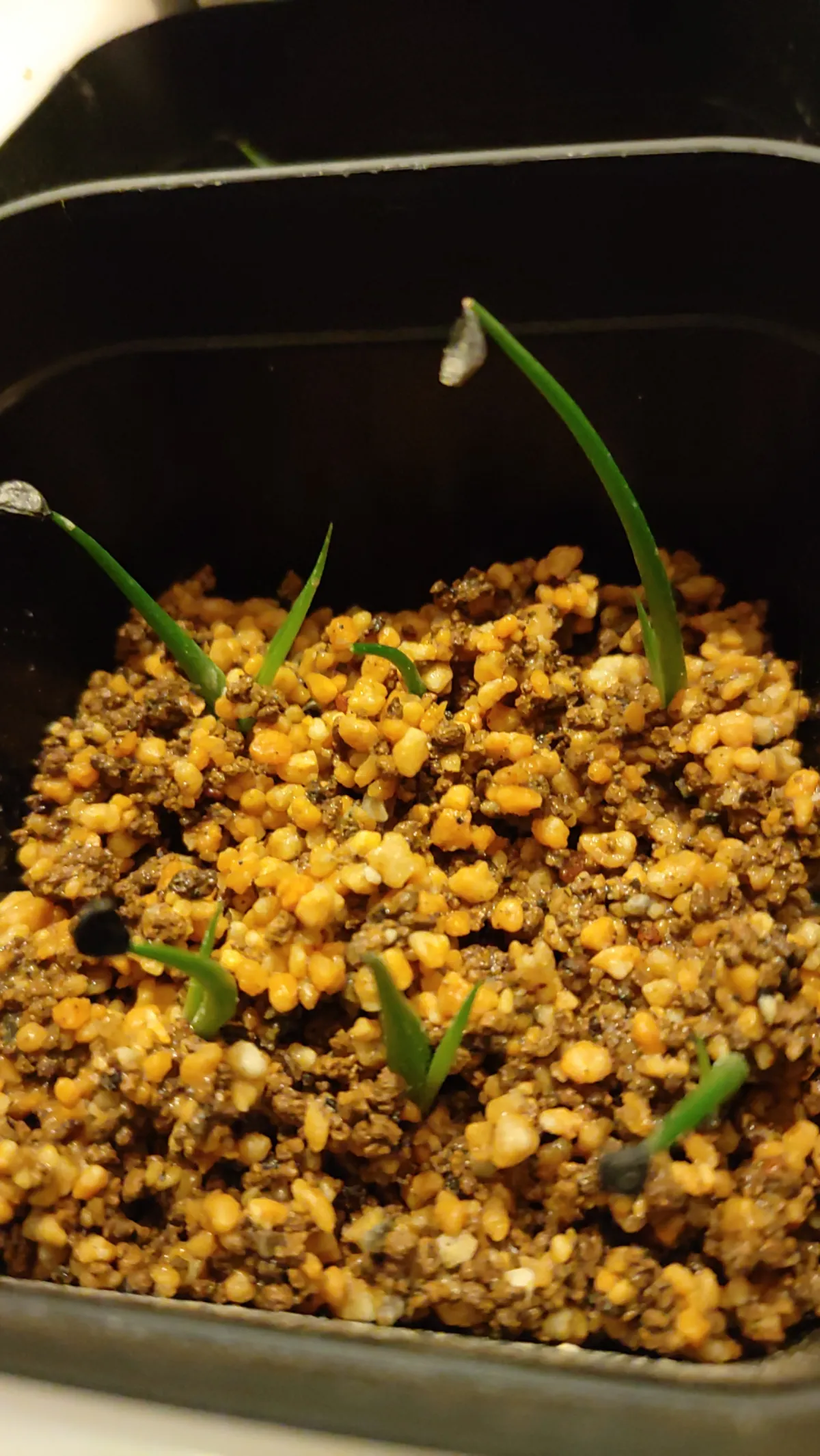 Agave utahensis var. eborispina (アガベ エボリスピナ ヘイフォード)