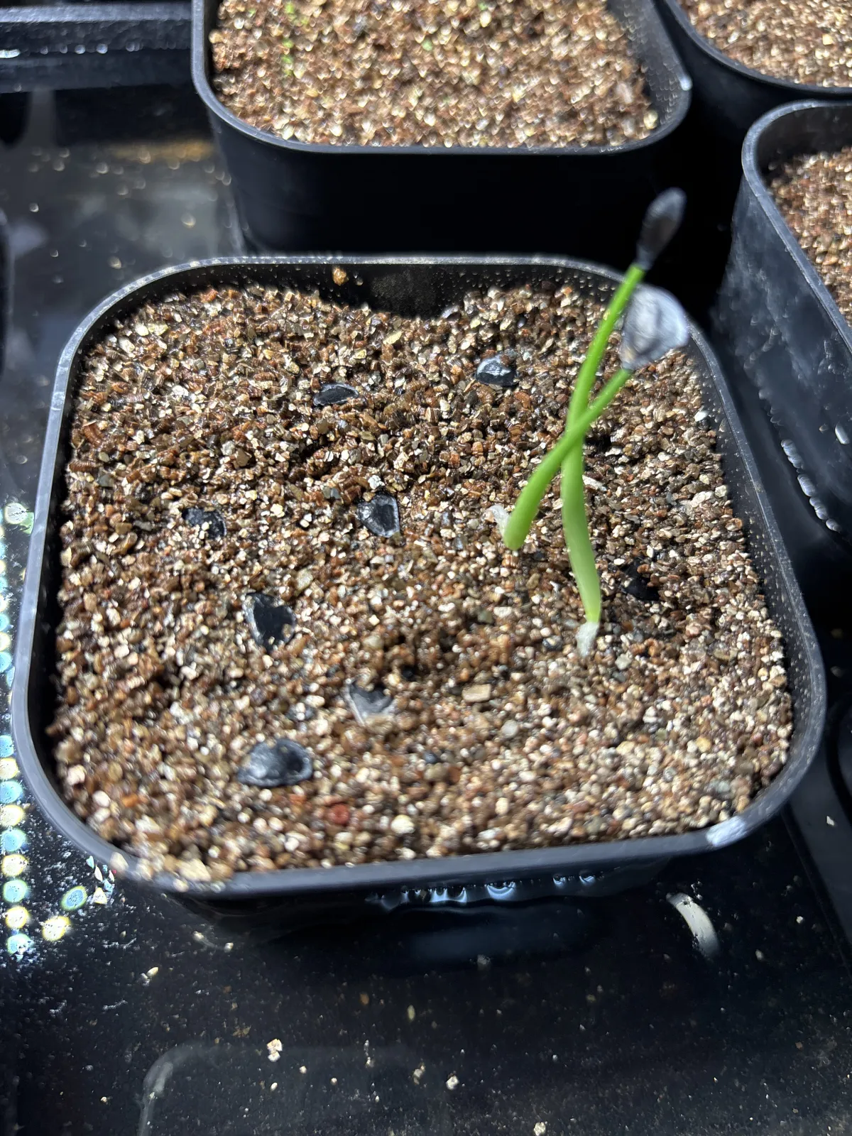 Agave inaequidens ssp. inaequidens (アガベ インアクイデンス)