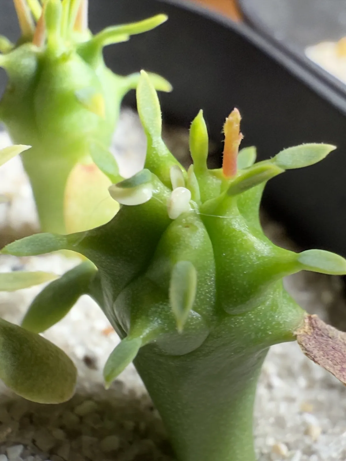 Euphorbia ferox (ユーフォルビア フェロックス)