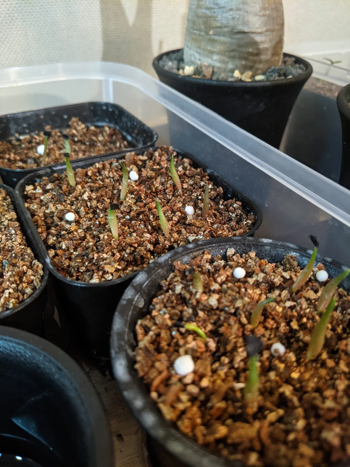 Agave titanota Blue Lot. (アガベ チタノタブルー)