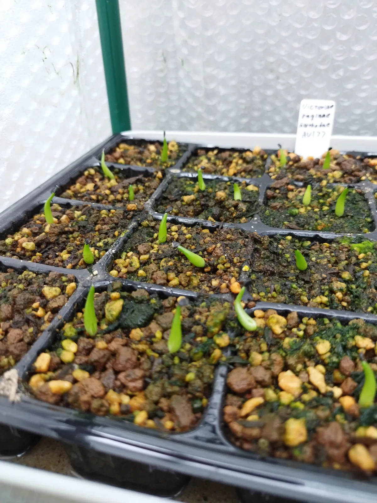 Agave victoriae-reginae ssp. swobodae (アガベ ビクトリアレジーナ スワボダエ)
