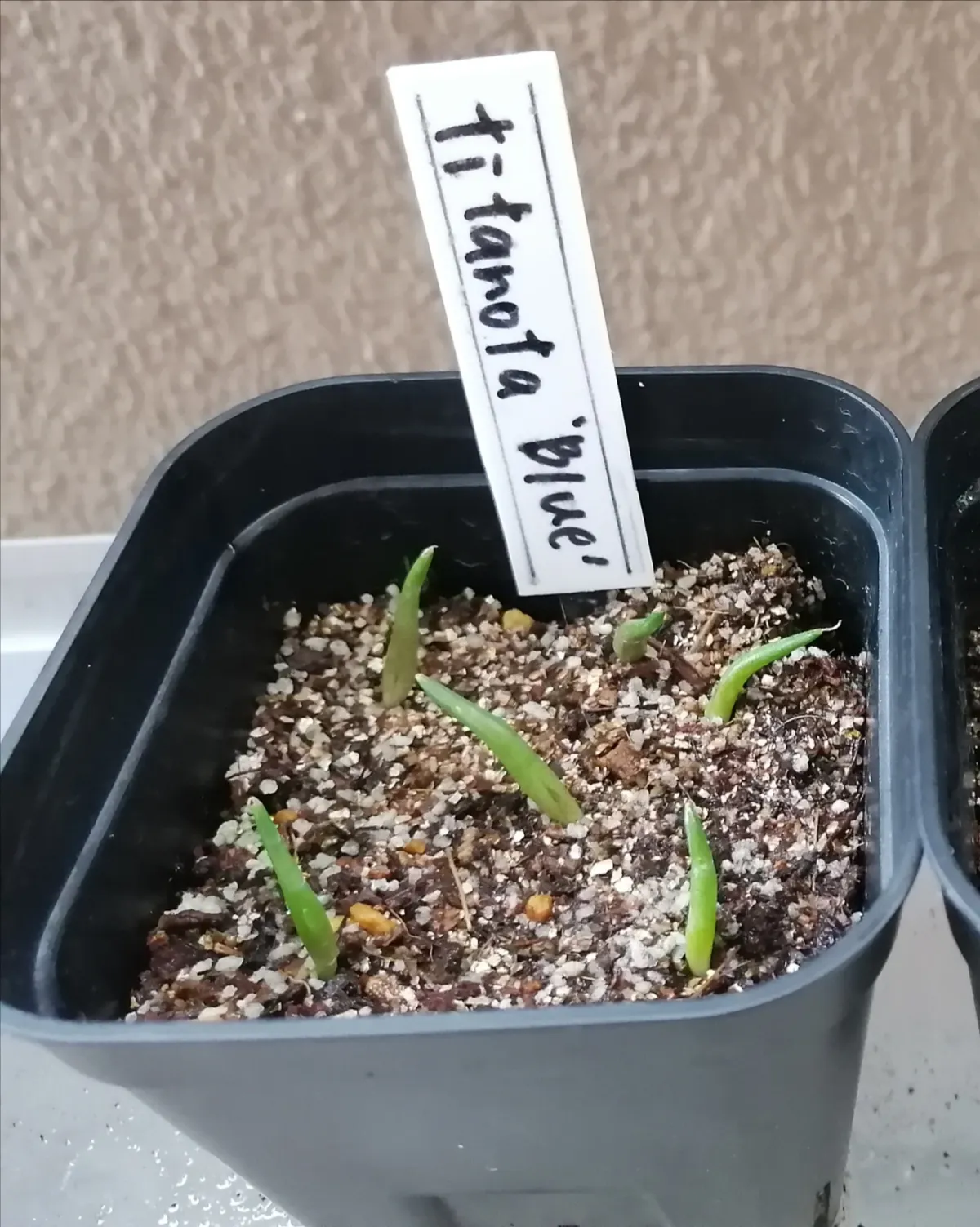 Agave titanota Blue Lot. (アガベ チタノタブルー)