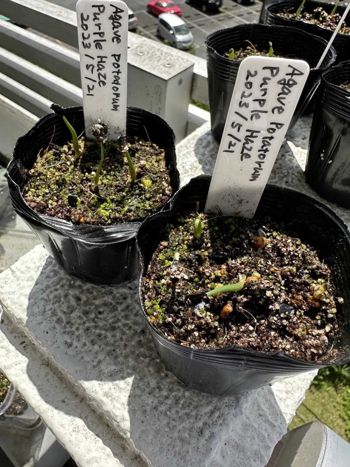 Agave potatorum (アガベ パープルヘイズ)