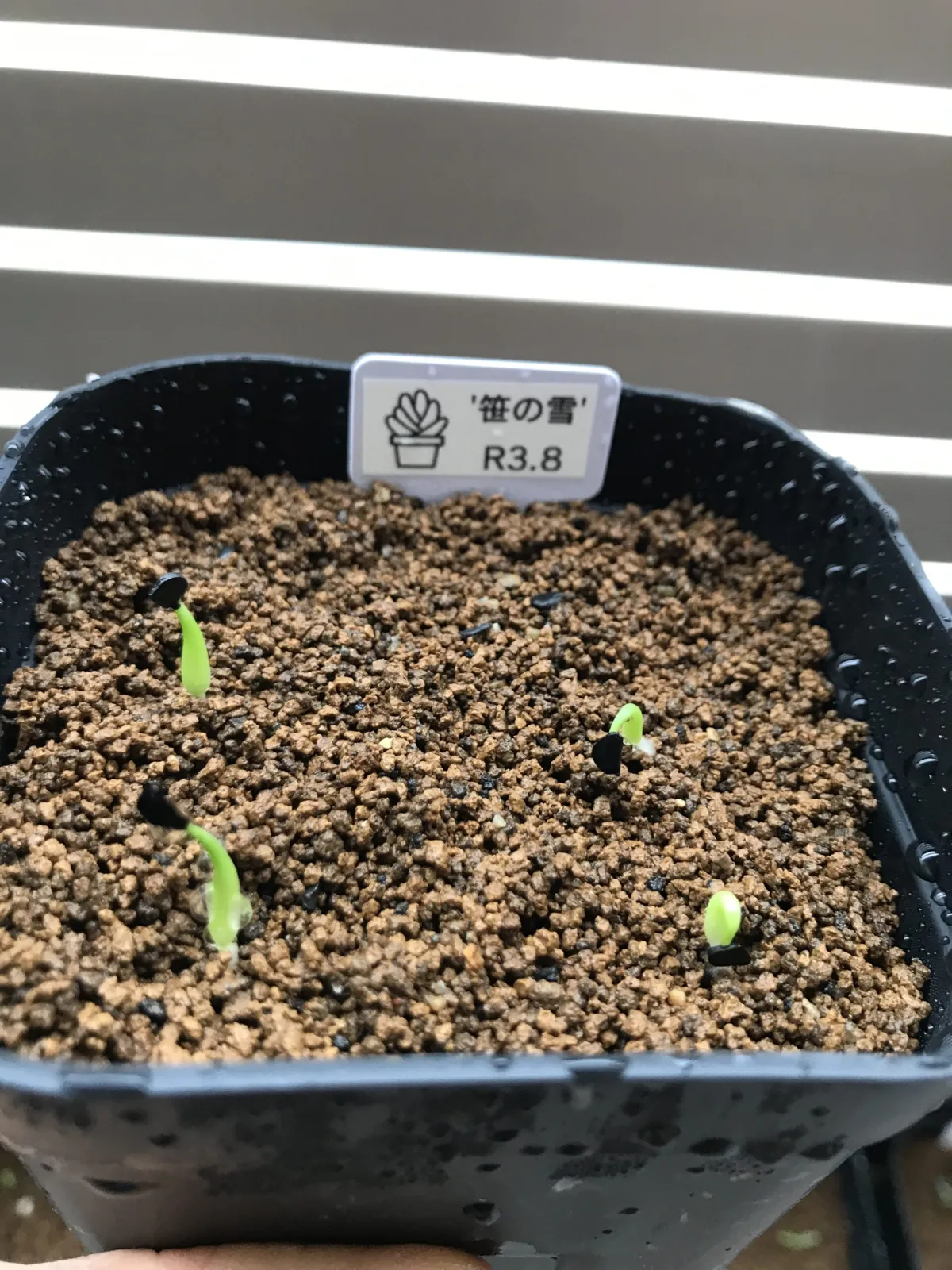 Agave victoriae-reginae ssp. victoriae-reginae (アガベ ビクトリアレジーナエ 笹の雪)