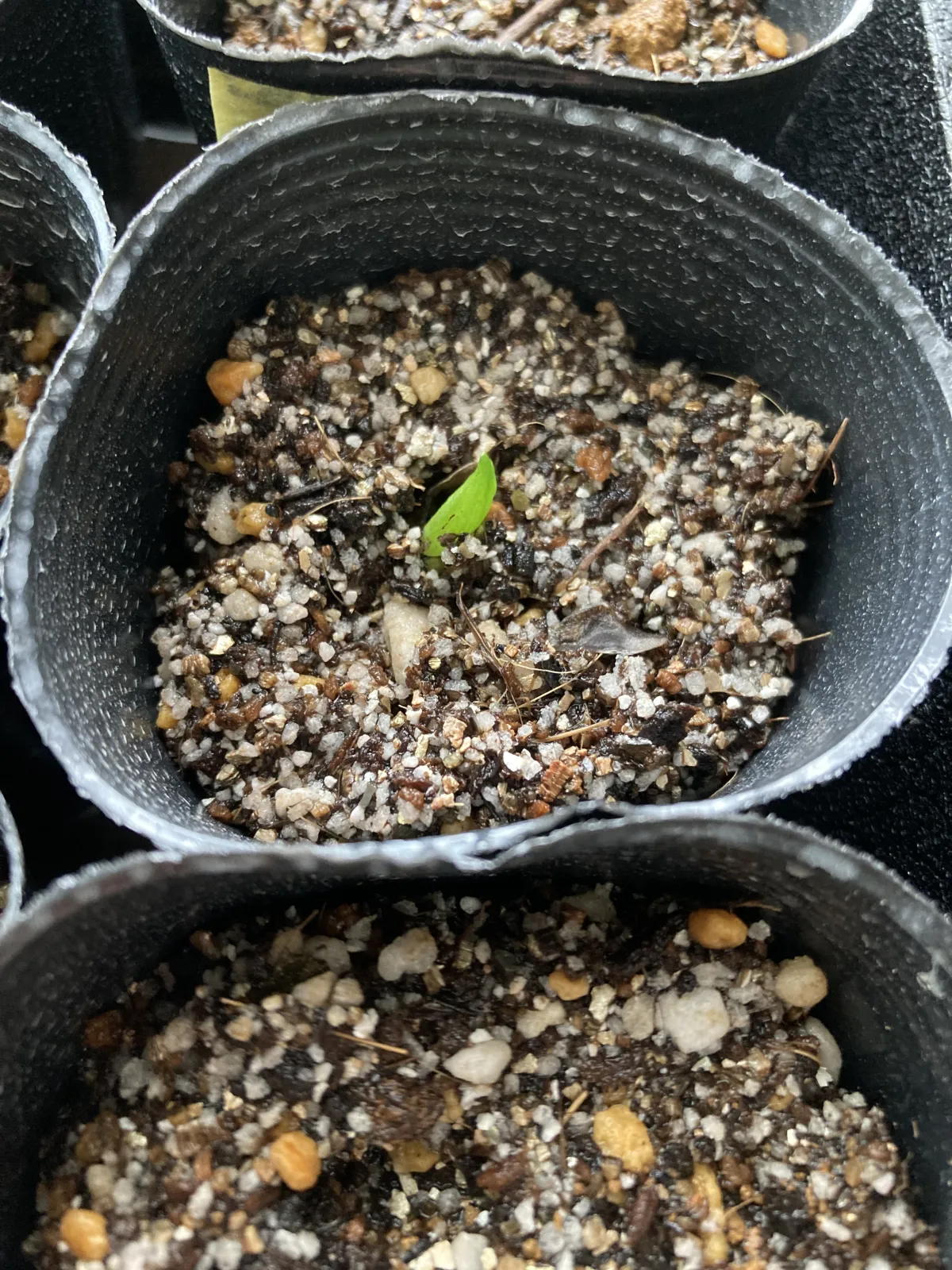 Aloe plicatilis (アロエ プリカティリス)