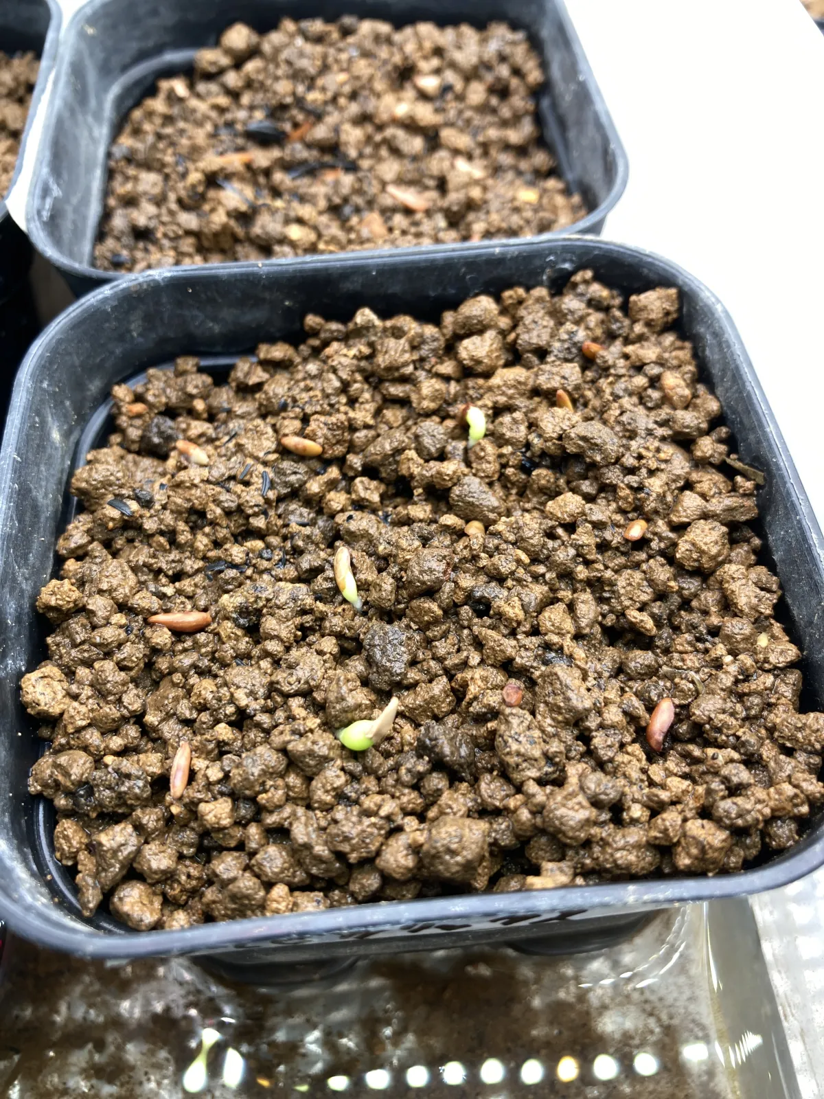 Pachypodium densiflorum var. brevicalyx (パキポディウム ブレビカリックス)