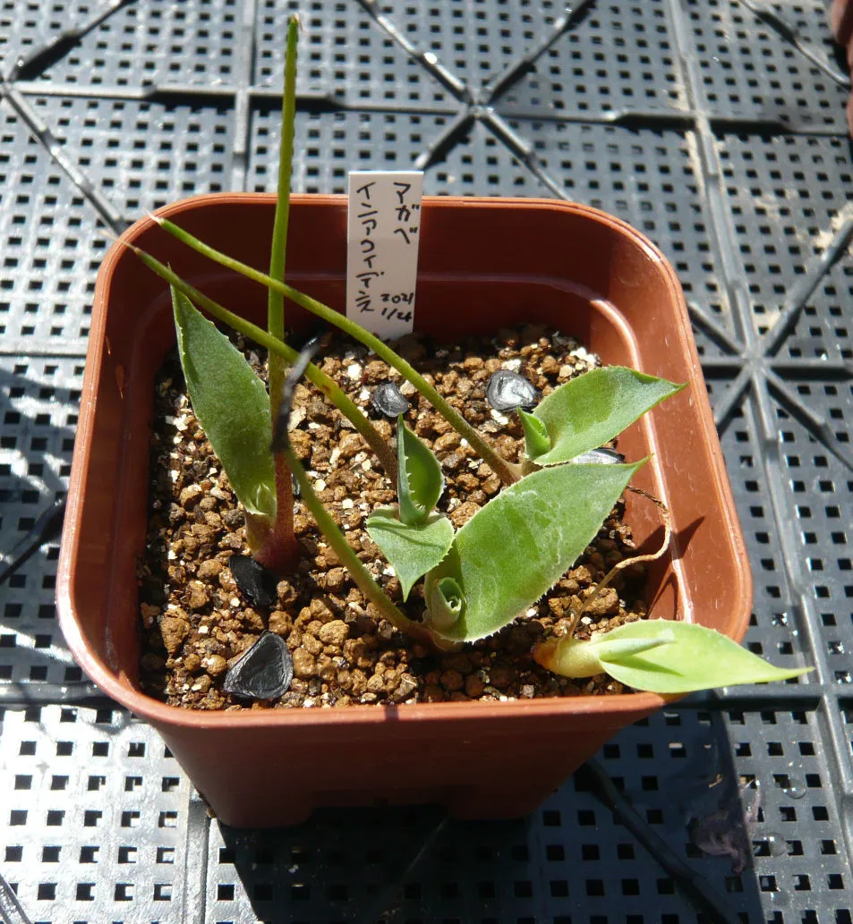 Agave inaequidens ssp. inaequidens (アガベ インアクイデンス)