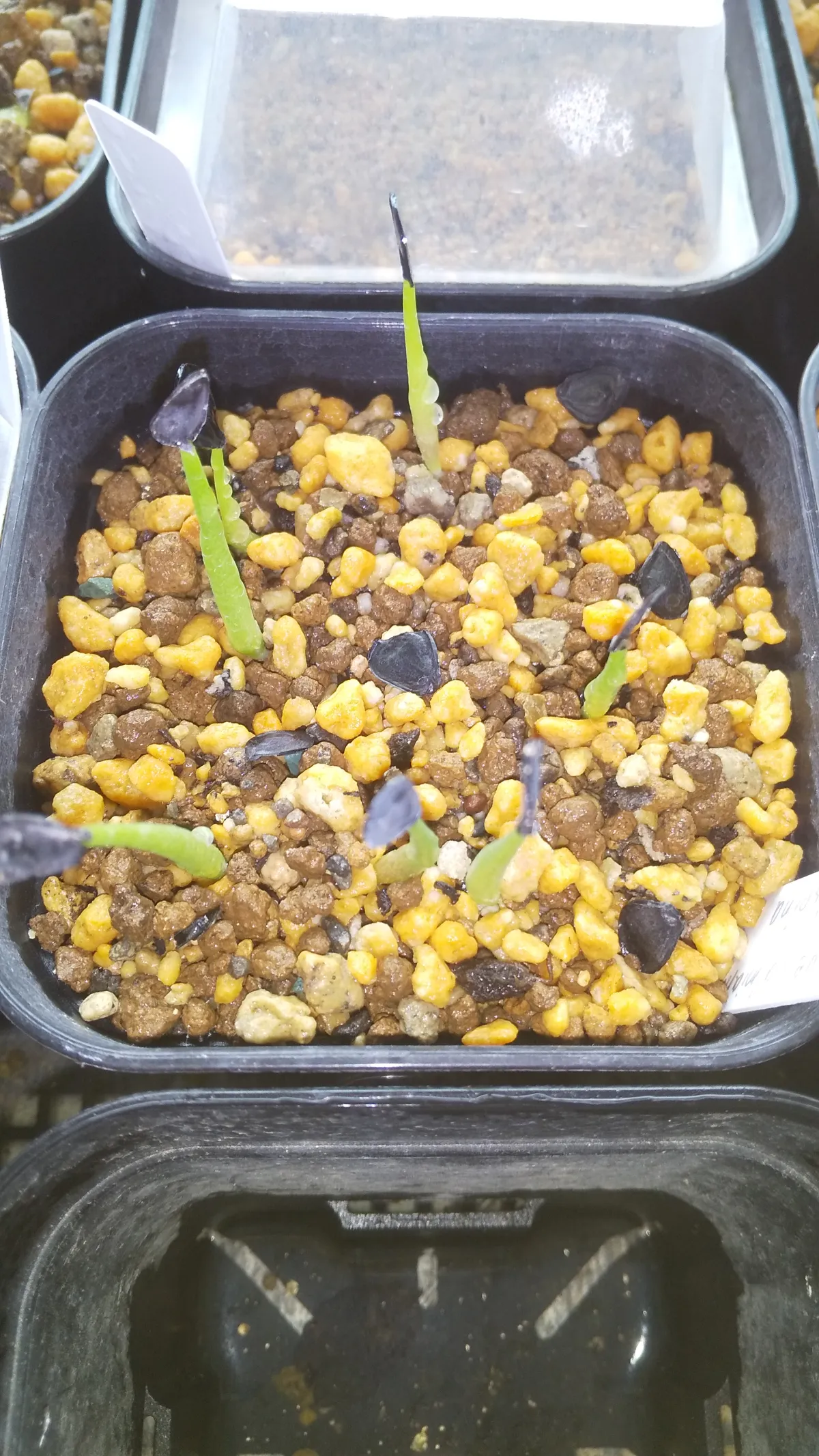 Agave salmiana ssp. crassispina (アガベ サルミアナ クラシスピナ)