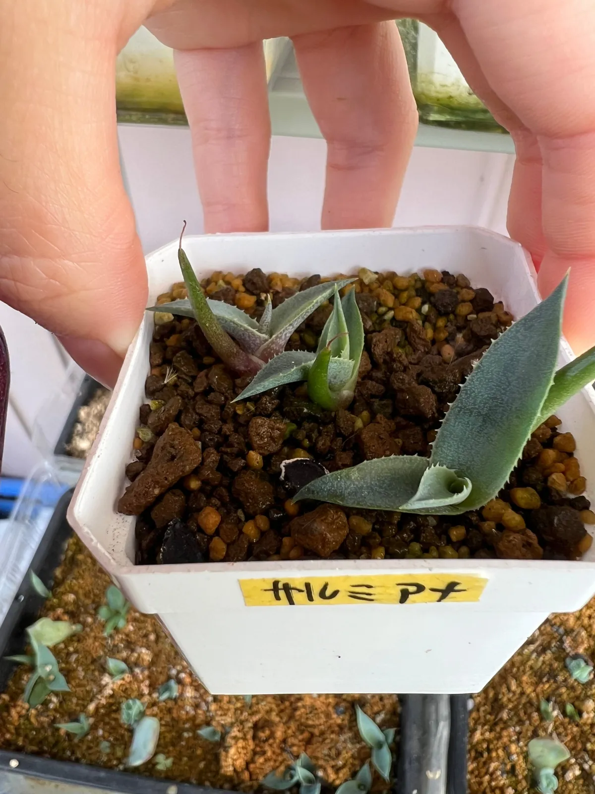 Agave salmiana ssp. salmiana (アガベ サルミアナ)