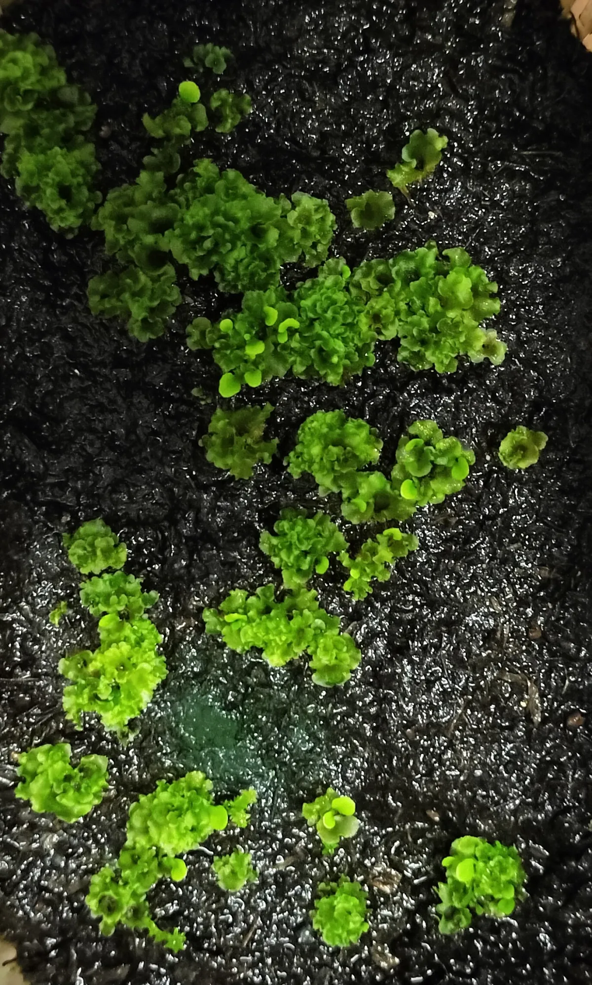 Platycerium Ridleyi wide form ([種子/胞子] ビカクシダ リドレイ ワイドフォーム)