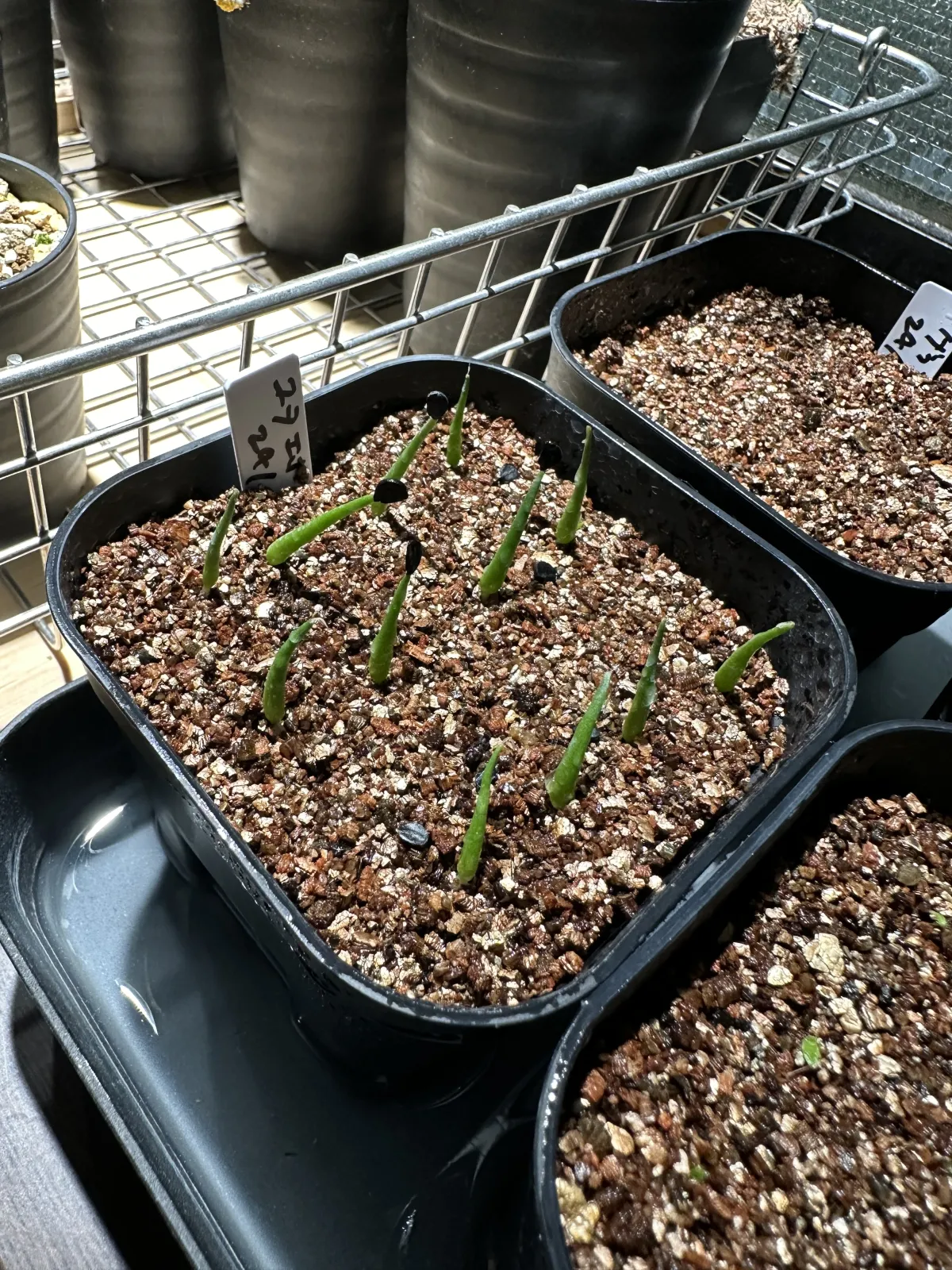 Agave utahensis var. eborispina (アガベ エボリスピナ ヘイフォード)