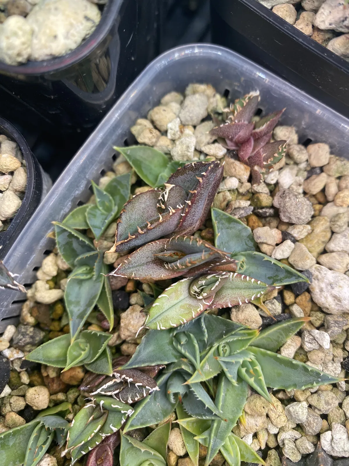 Agave oteroi Lot. (アガベ オテロイ)