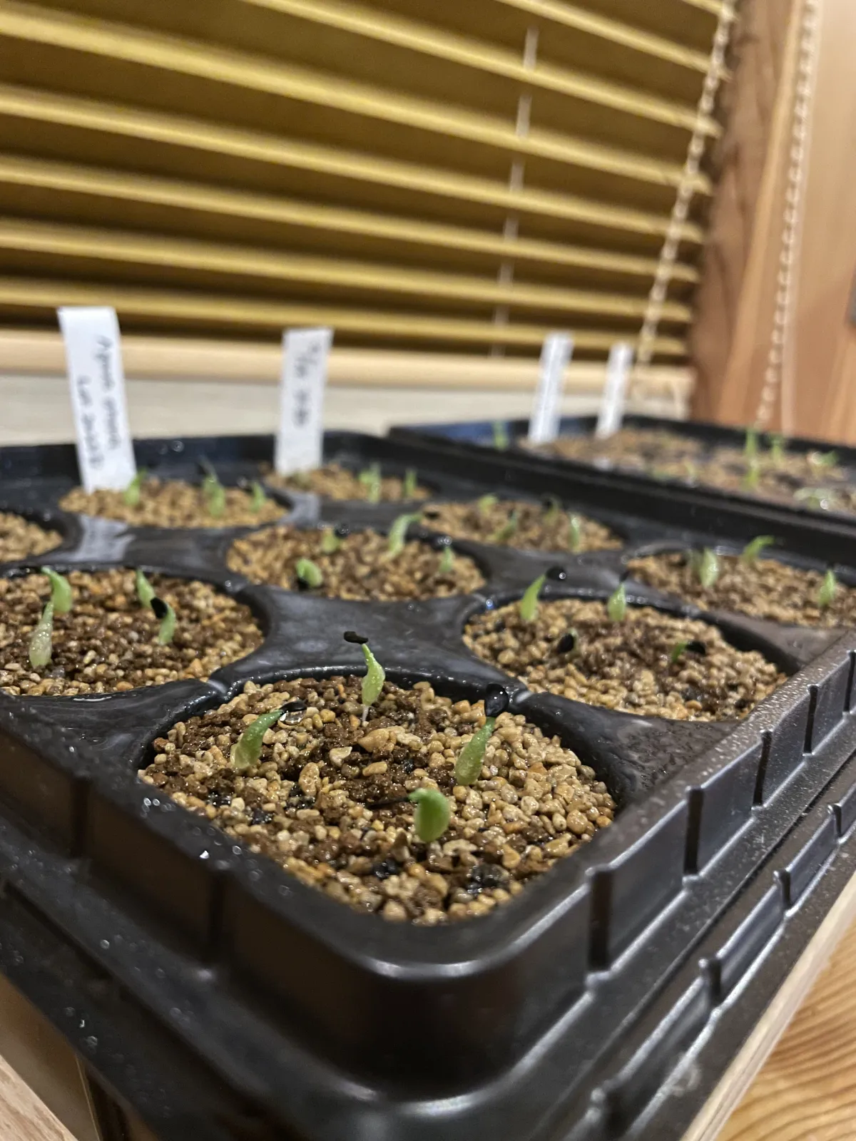 Agave oteroi Lot. (アガベ オテロイ)