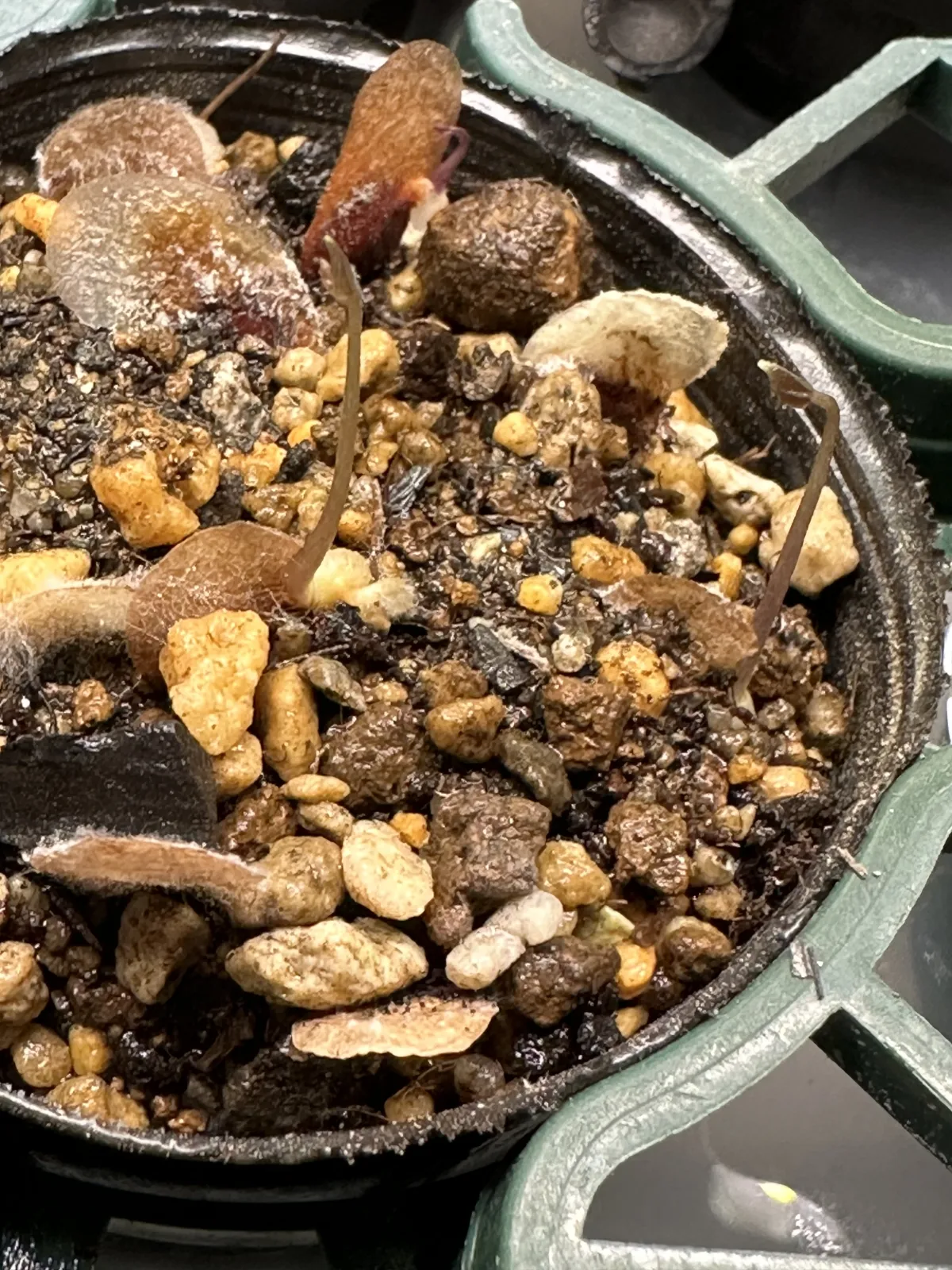Dioscorea elephantipes ([チャレンジ種子] 亀甲竜)