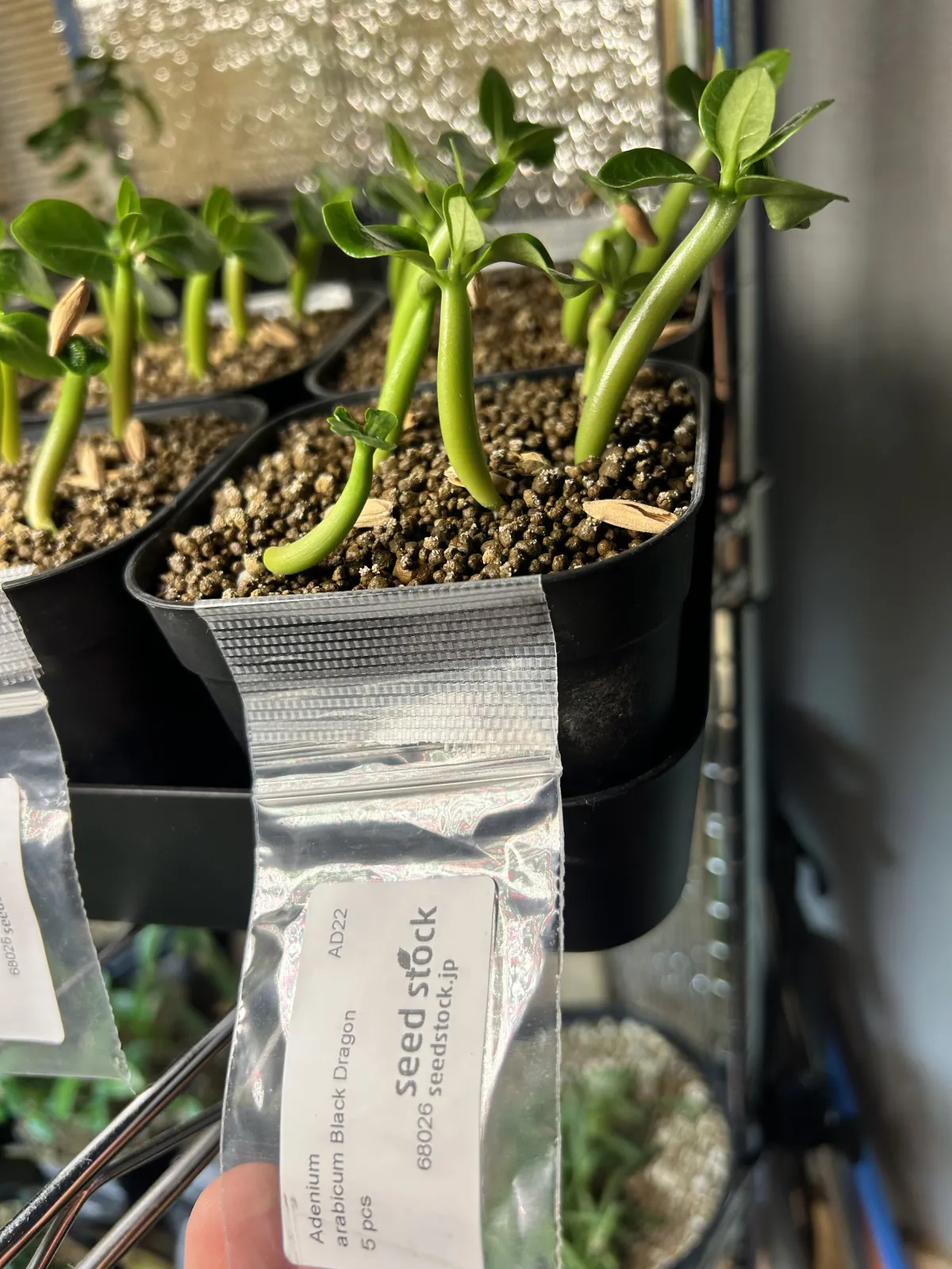 Adenium arabicum Black Dragon (アデニウム ブラックドラゴン)